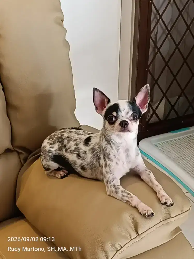 Chihuahua Warna Merle Totol Unik - Rare/Langka