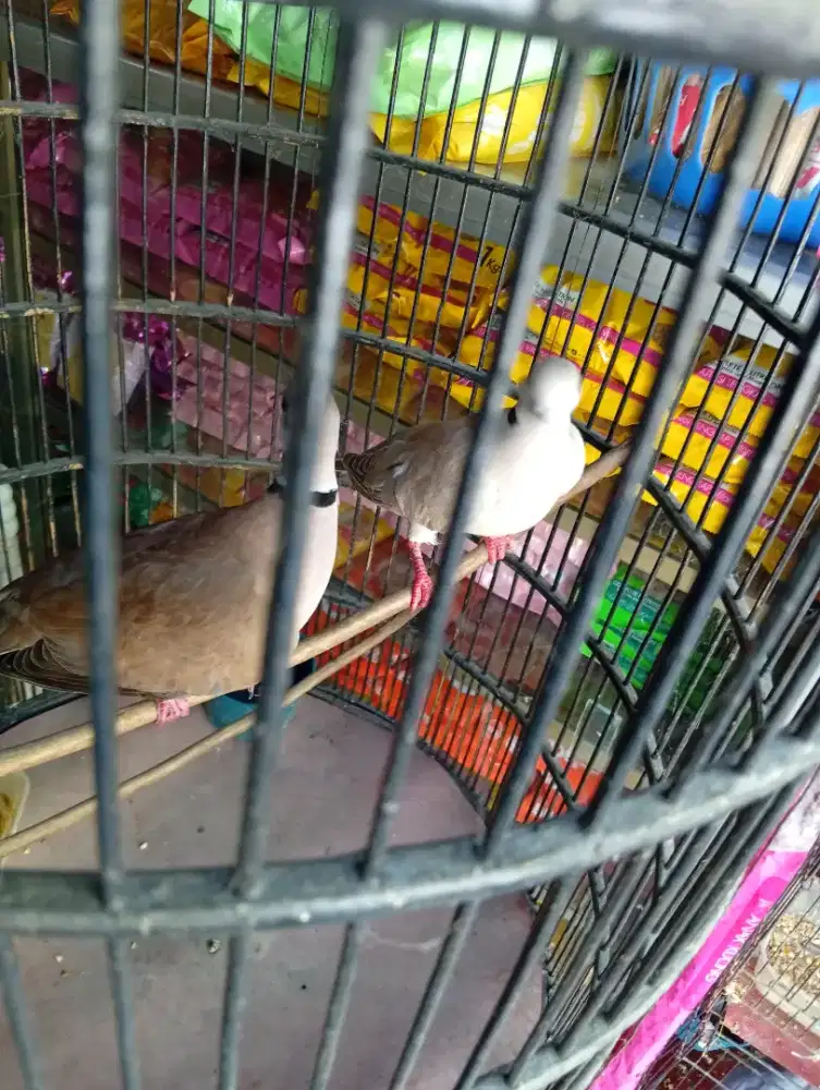 Burung puter udh produksi