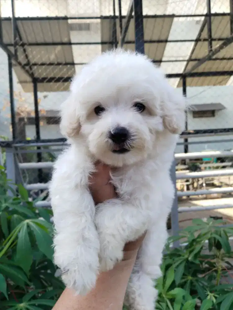 Anak anjing white poodle