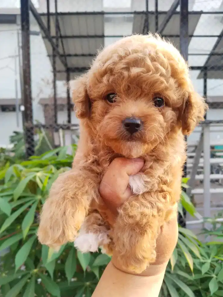 Anak anjing poodle