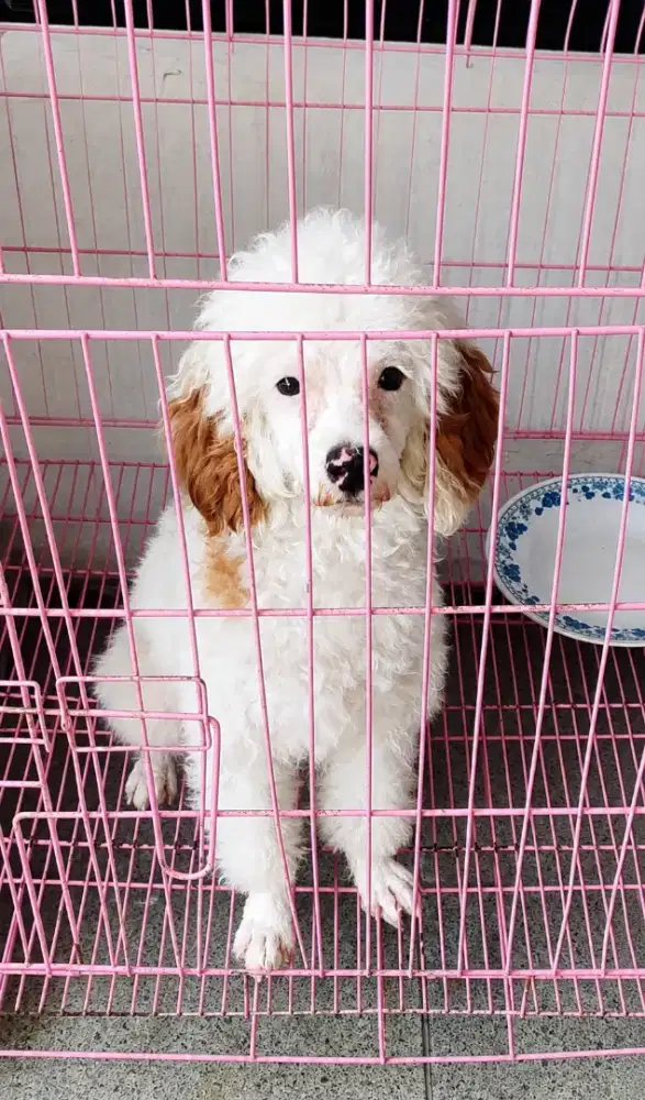 Poodle party color
