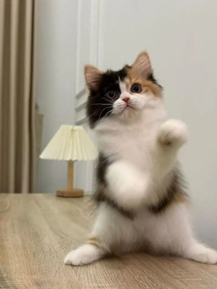 Kitten persia betina 2,5 bulan
