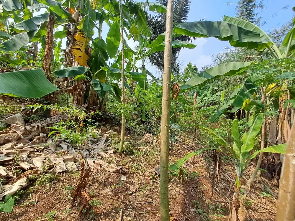 DIJUAL TANAH KEBUN