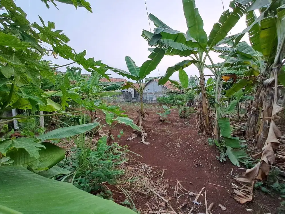 DIJUAL_ TANAH KEBUN HARGA NEGO LT_333 m2