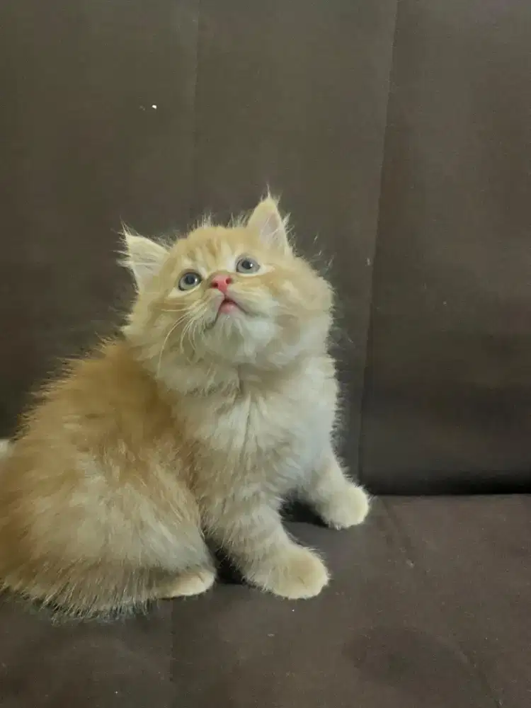 Kucing Persia Kitten Peaknose 2 bulan