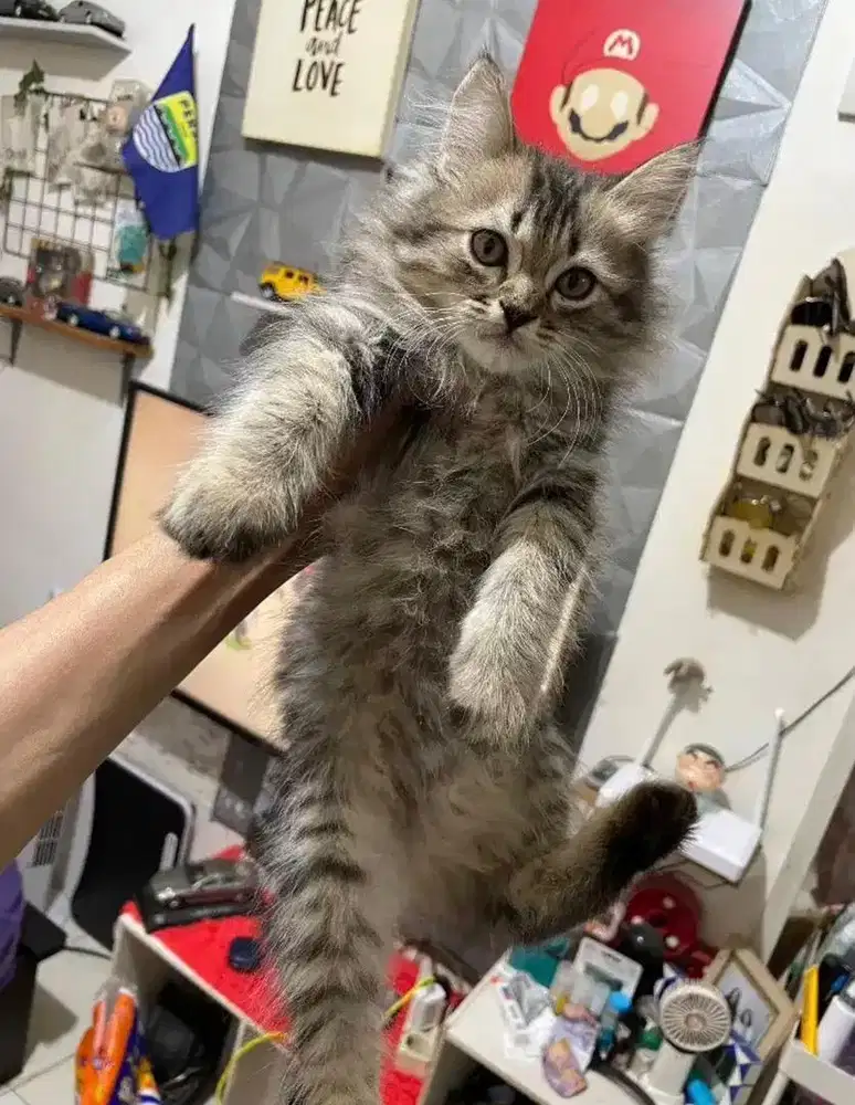 kitten persia medium jantan 3 bln