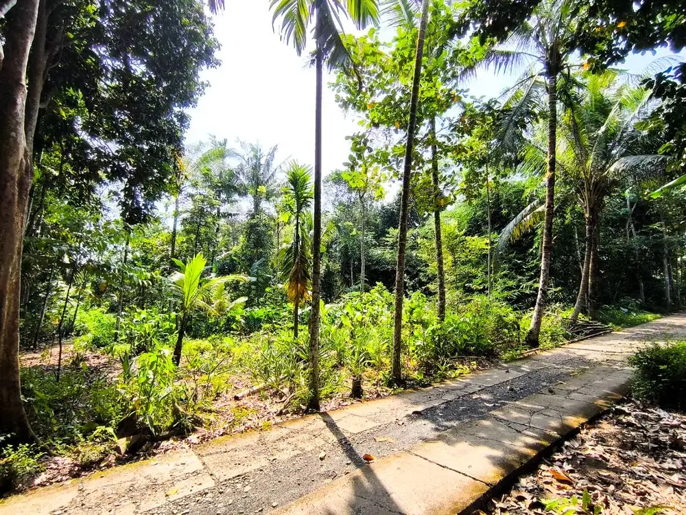 TANAH KEBUN ADA AKSES JALAN MOBIL
