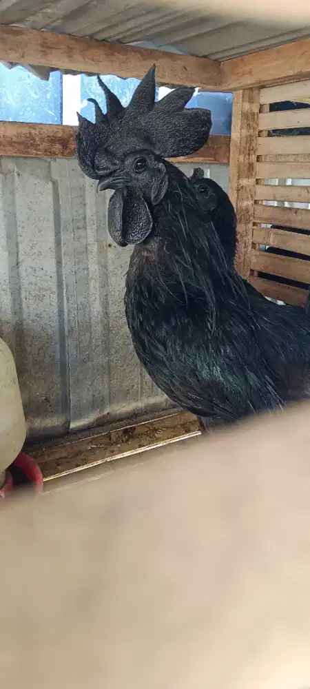 Aym cemani item foll