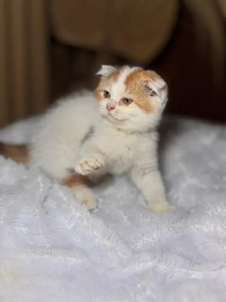 anak kucing / Kitten scotish fold