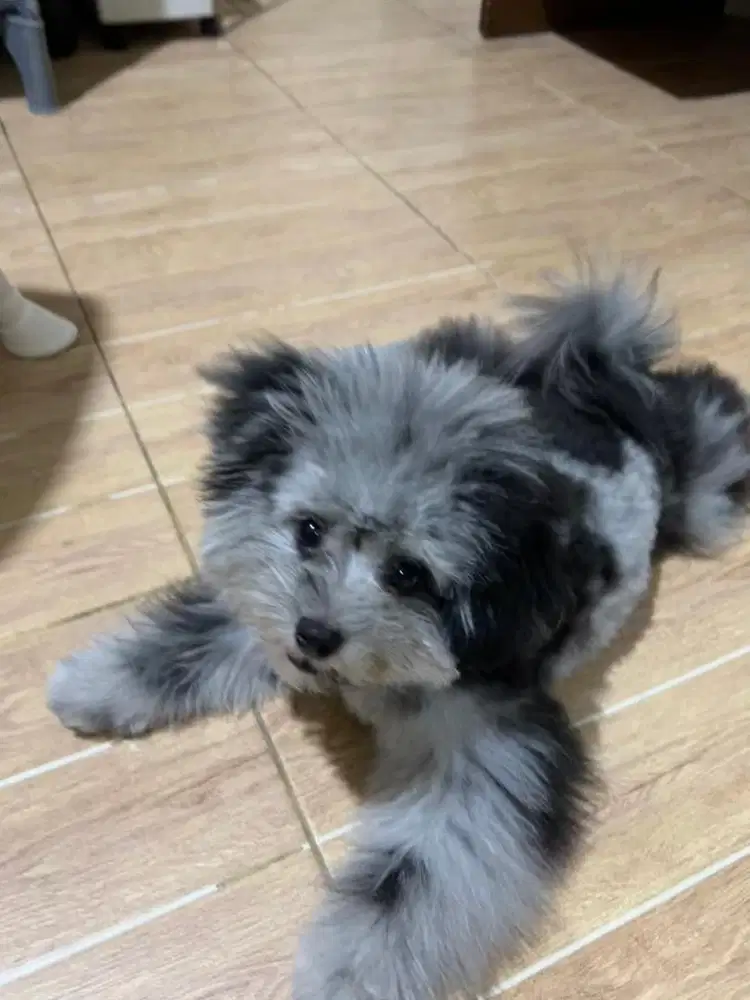 Anjing Poodle Mix Pom