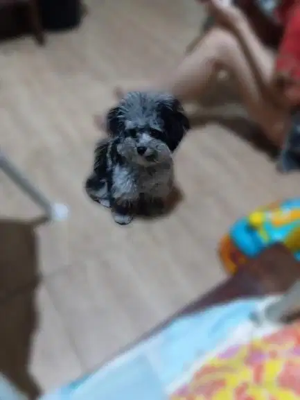 Anjing Poodle Mix Pom