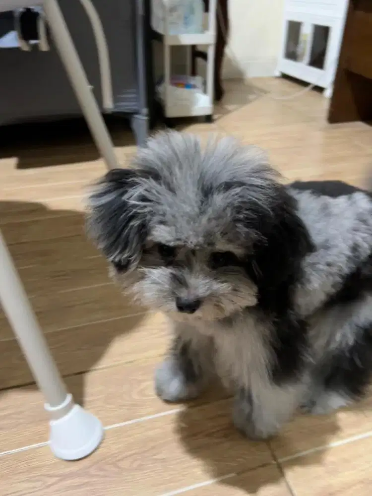 Anjing Poodle Mix Pom