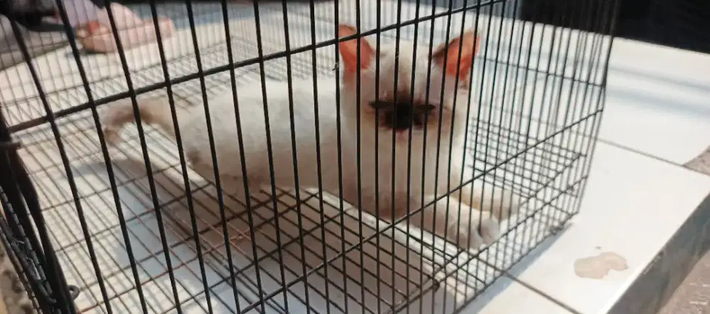 Kucing Kitten bigbone Peaknose Persia Himalaya betina