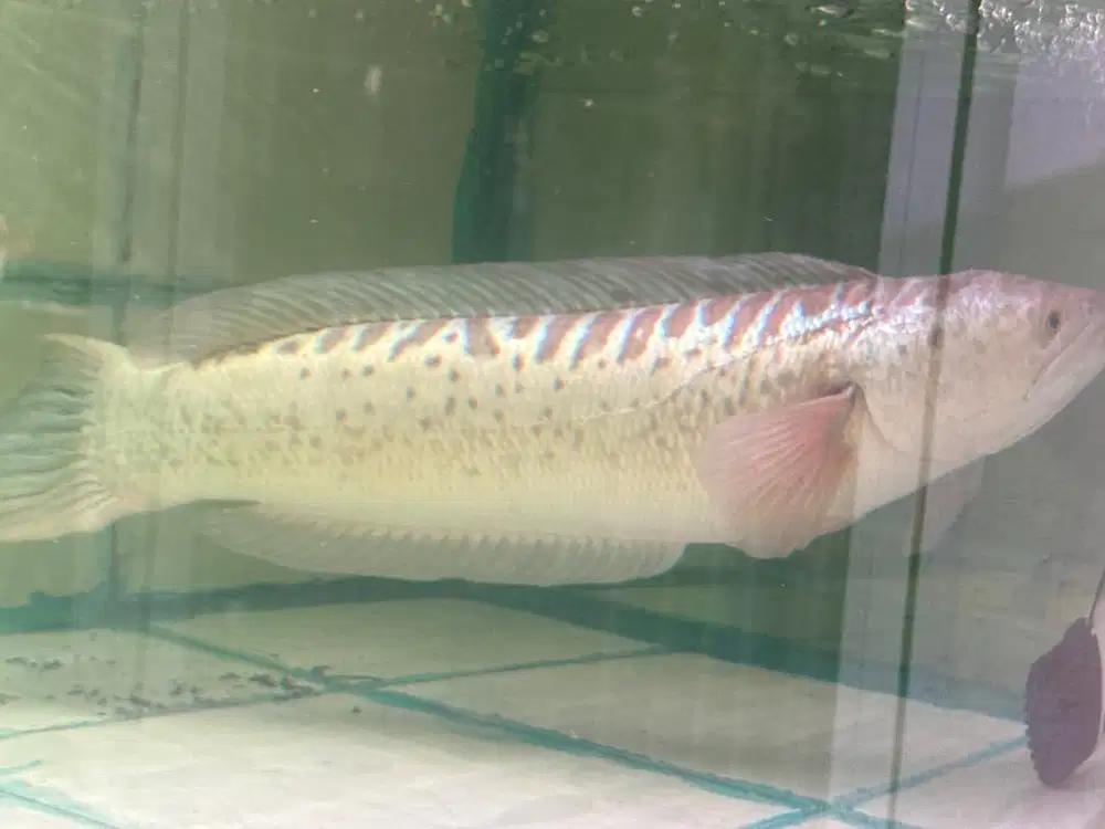 Channa xantic toman jumbo 80 cm