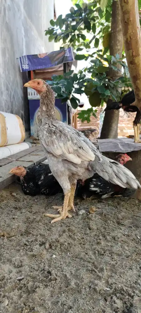 Ayam betina muda