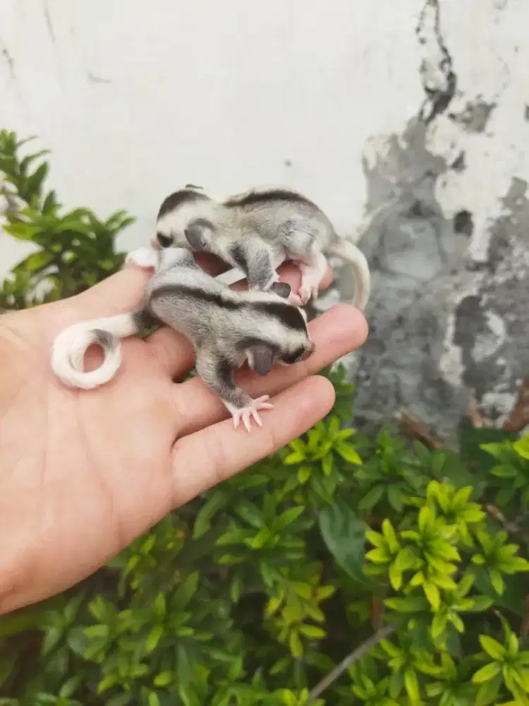sugar glider mozaic