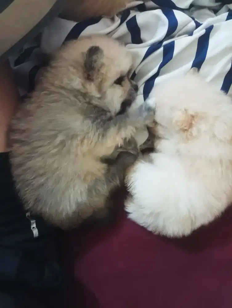 DIJUAL ANAKAN ANJING POMERANIAN
