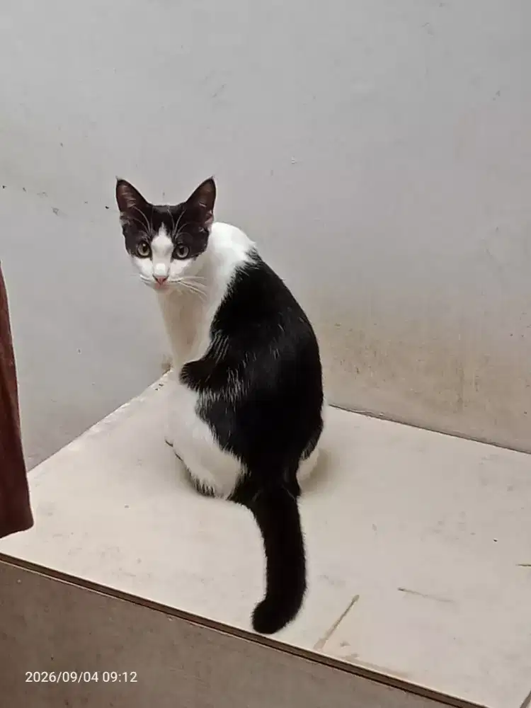 Gratis: Kucing Jawa Jantan umur 4bln sehat lucu lincah
