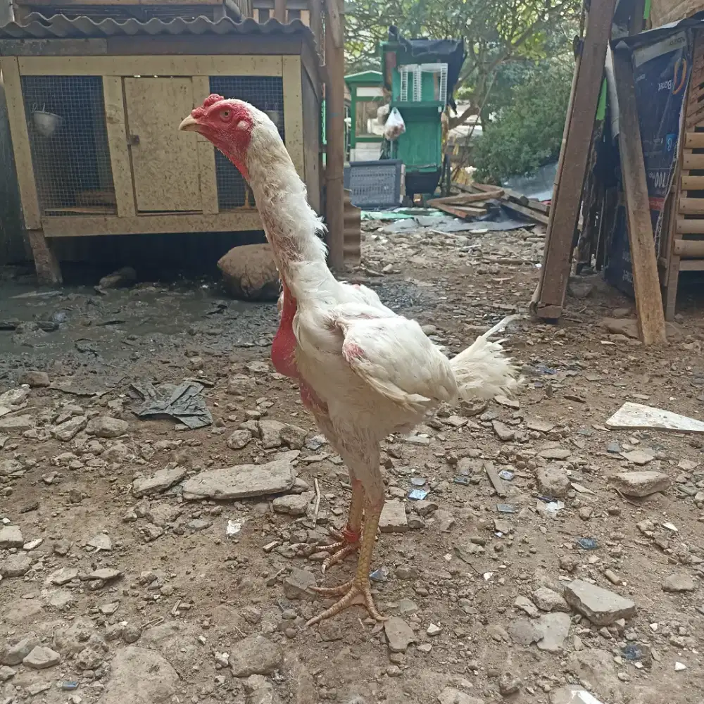 Ayam bangkok klasik putih sepasang