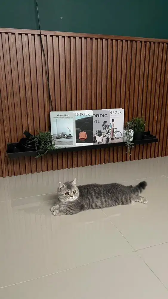 For adopt Munchkin British Short Hair (BSH)
