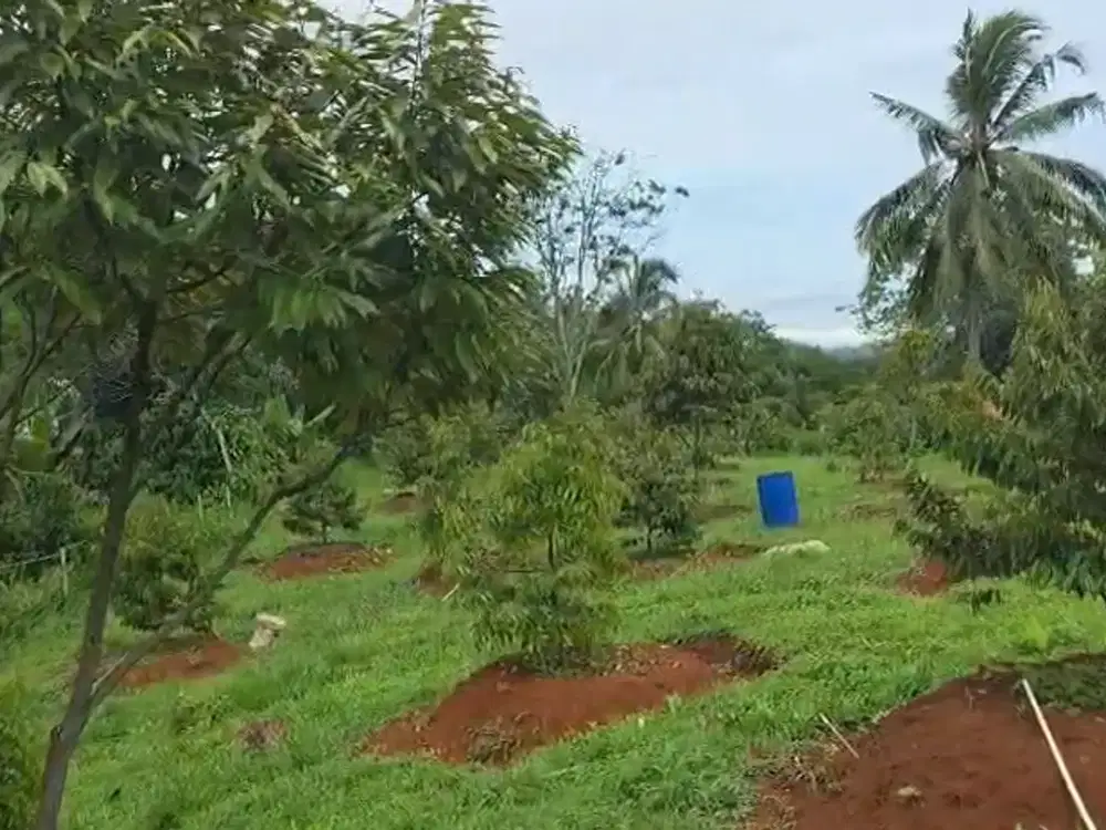 Dijual Kebun Durian Luas 4.100 M2 Cipatat Kabupaten Bandung
