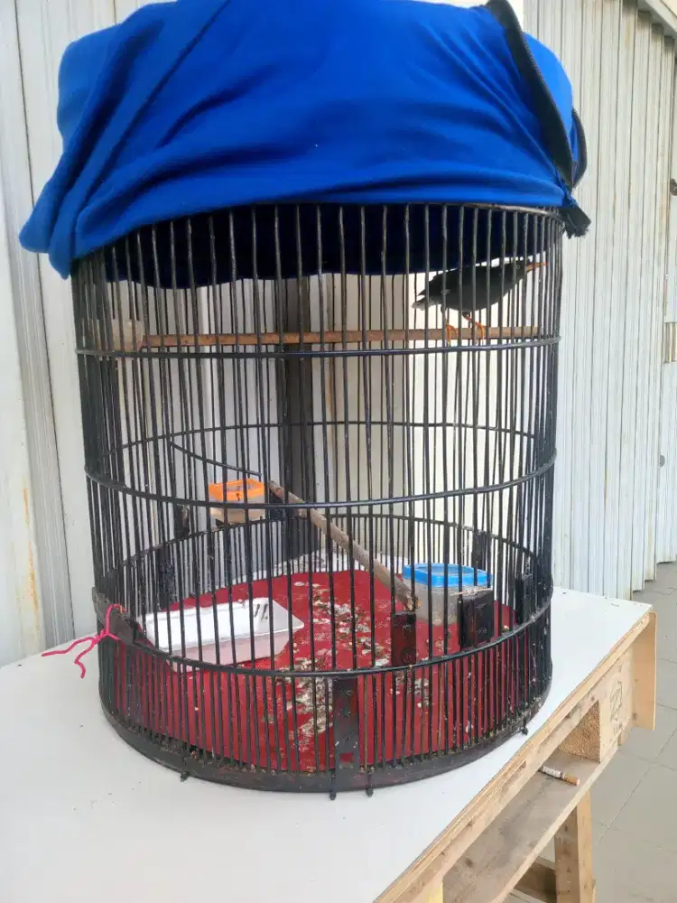 Dijual Burung Jalak Kebo + Crucuk Gacor fulset