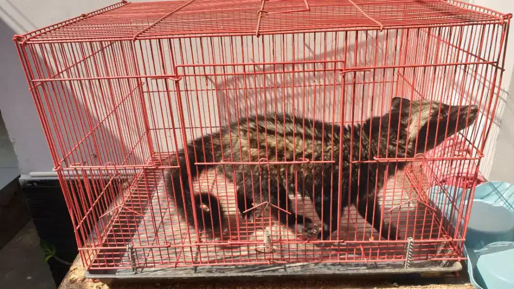 MUSANG PANDAN JANTAN