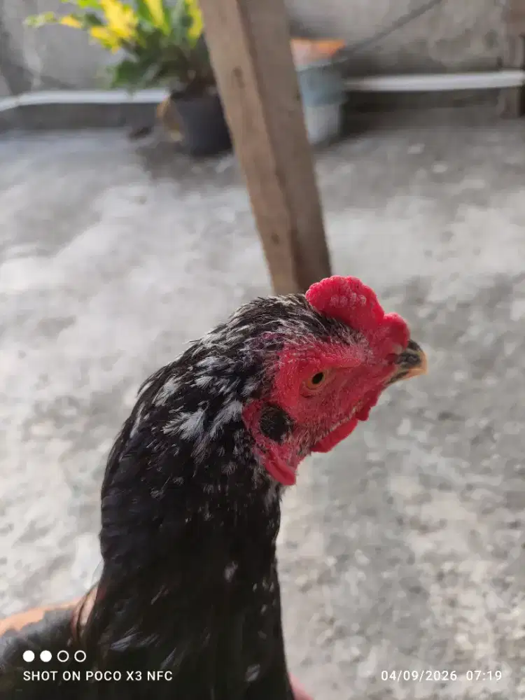 Di Jual Ayam Pakhoy/Bangkok