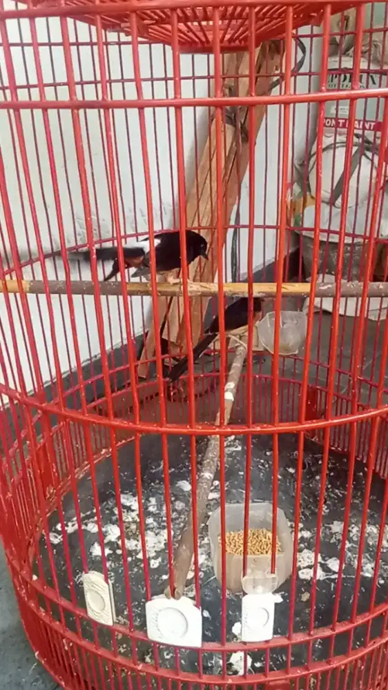 Jodoan murai produksi ekor panjang Alis Emas