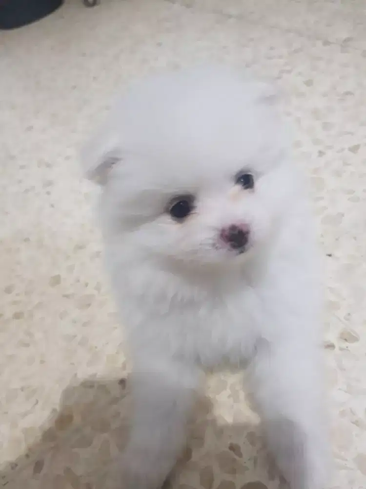 Anak Anjing Minipom Betina Putih