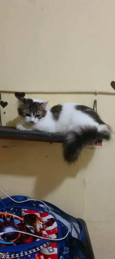 Kucing kitten/anak kucing Persia jantan