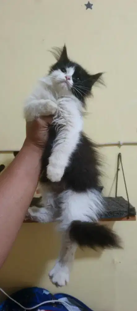 Kucing kitten/anak kucing Persia flatnose betina