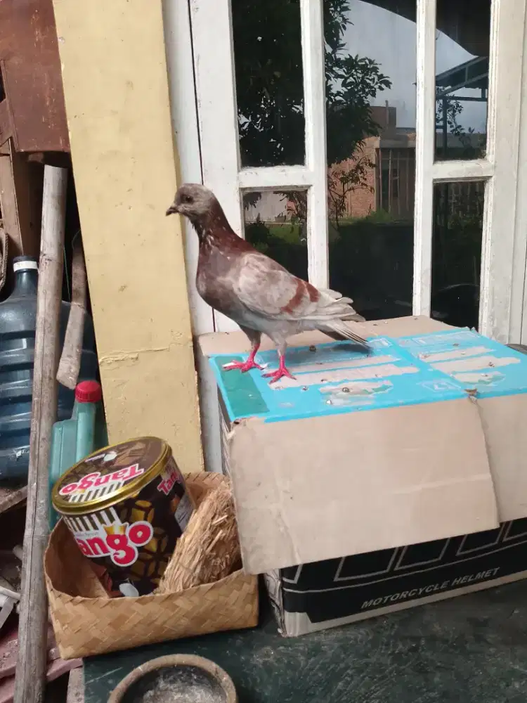 Sepasang induk merpati tinggian