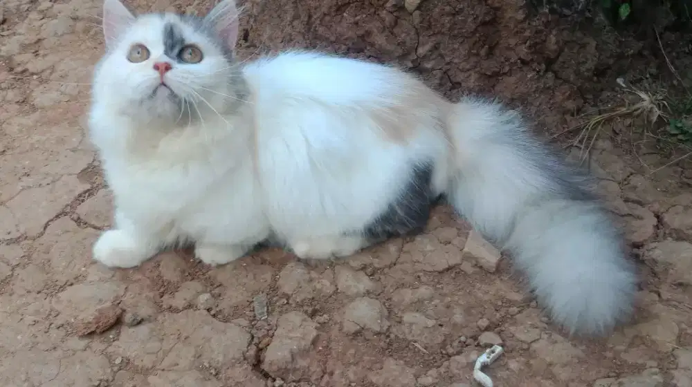 Munchkin cebol betina