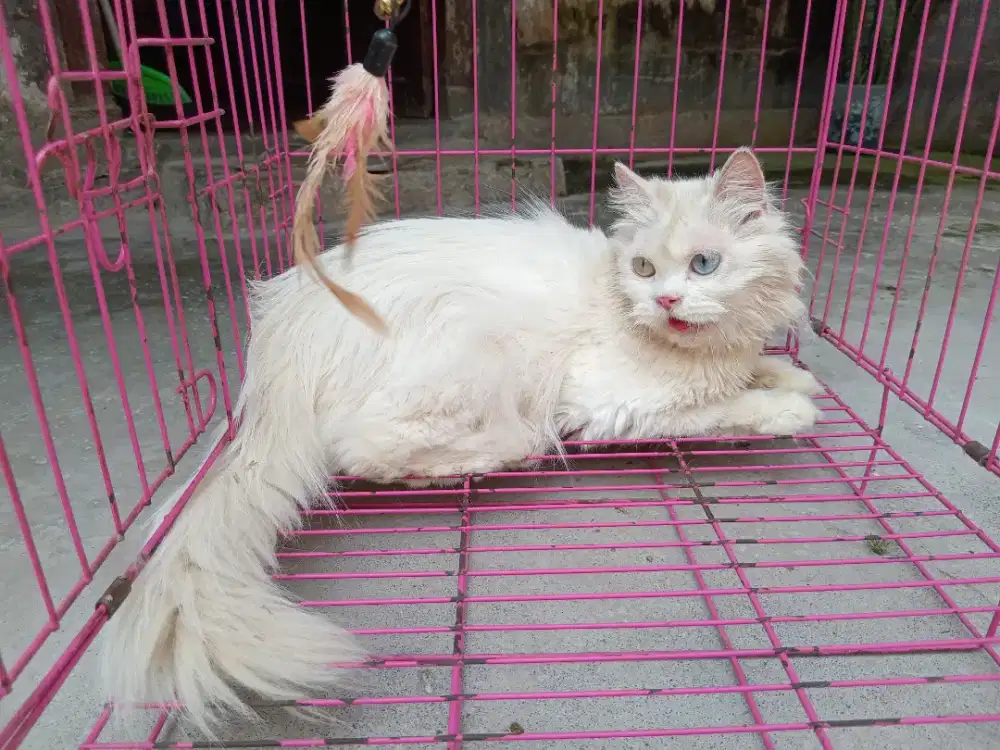 Persia Odd Eye dewasa