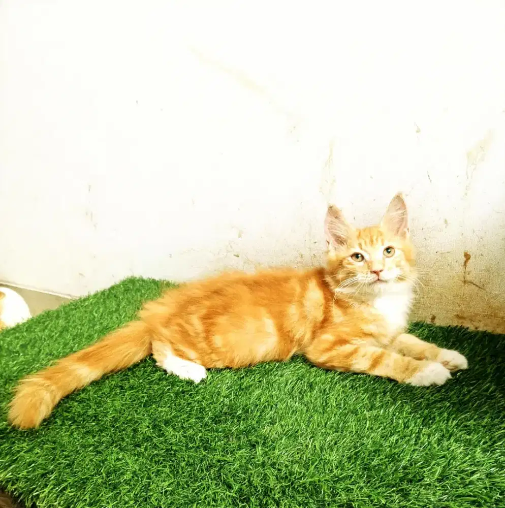 Kitten maineCoon Jantan Pure No mix.