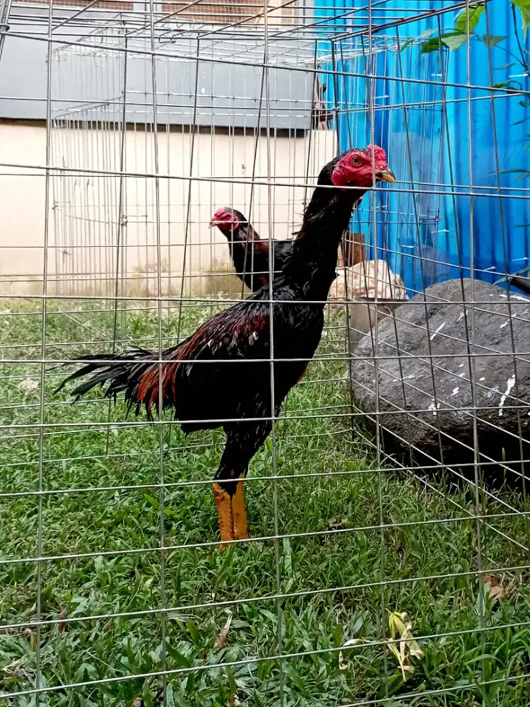 Ayam Pakhoy Trah Import