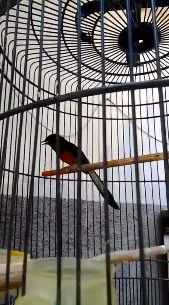 Di jual Burung Murai