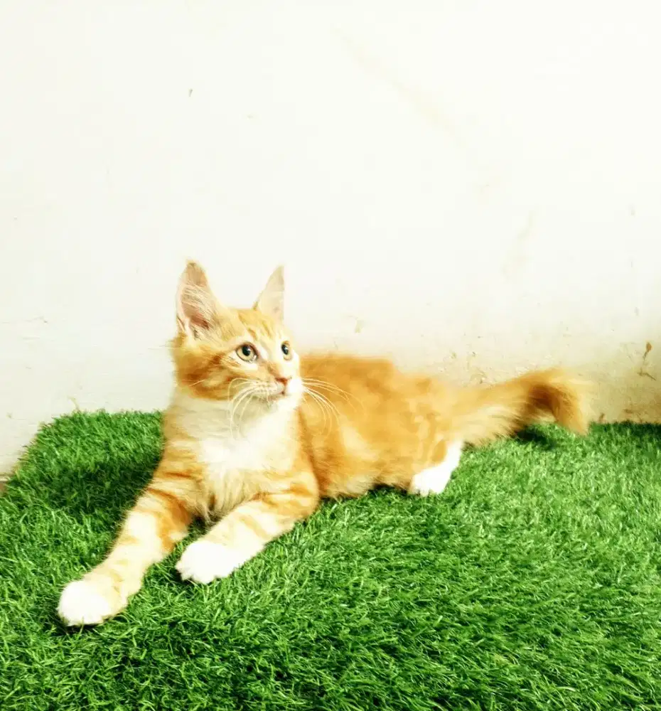 Kitten MaineCoon Jantan Pure No mix. Induk ped Cfa