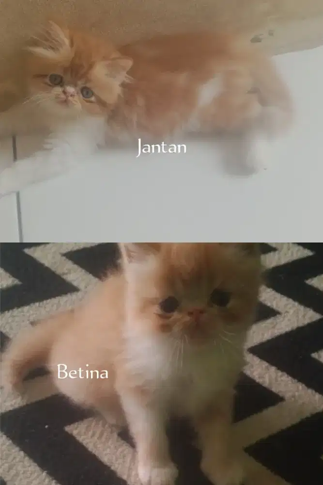 Kitten Persia Peaknose