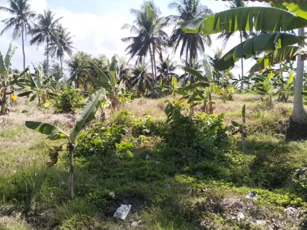 LAND FOR SALE – PRIME BEACHFRONT AREA MEDEWI, JEMBRANA, BALI
