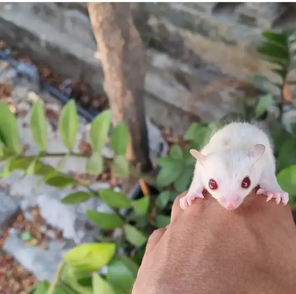 Sugar glider Betina