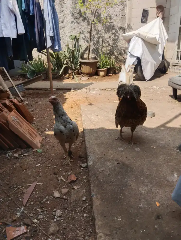 Jual murah aja asal laku ayam polandia&biang