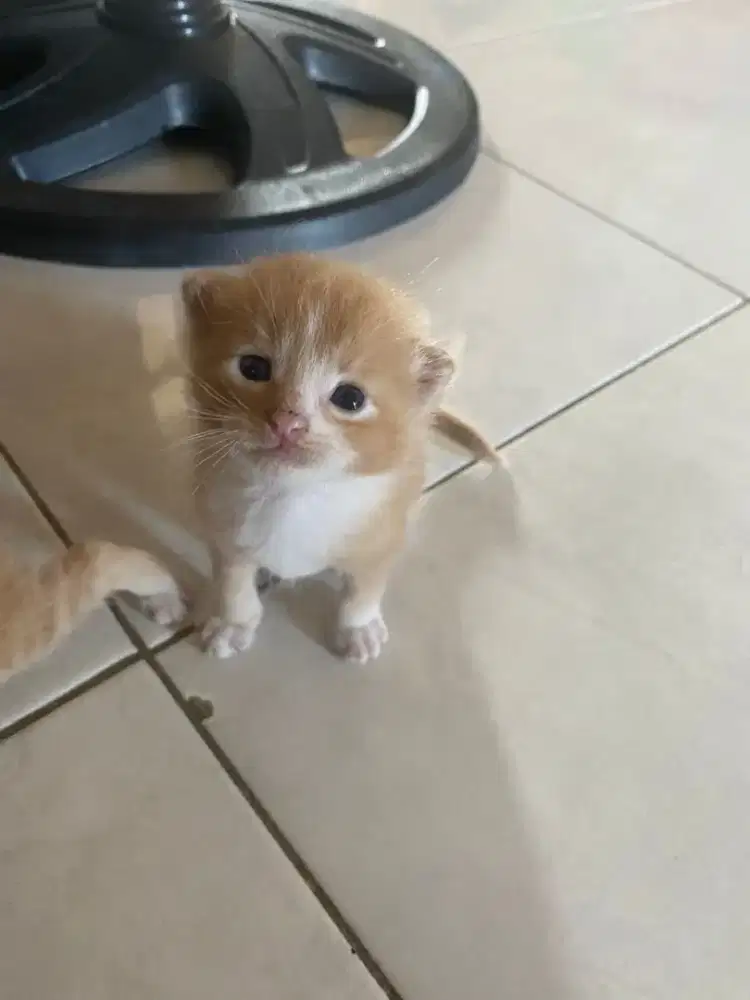 Kucing Persia campuran