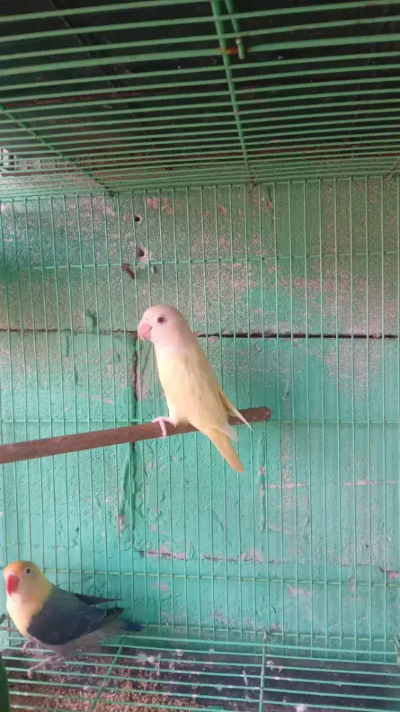 Lovebird biola aquablue2 ino mm
