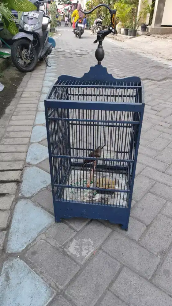 Jual trucukan udah ngeropel dan jinak