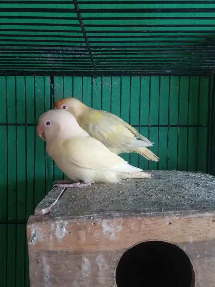 Sepasang lovebird biola aquab2 ino mm x biola pb cremino mm