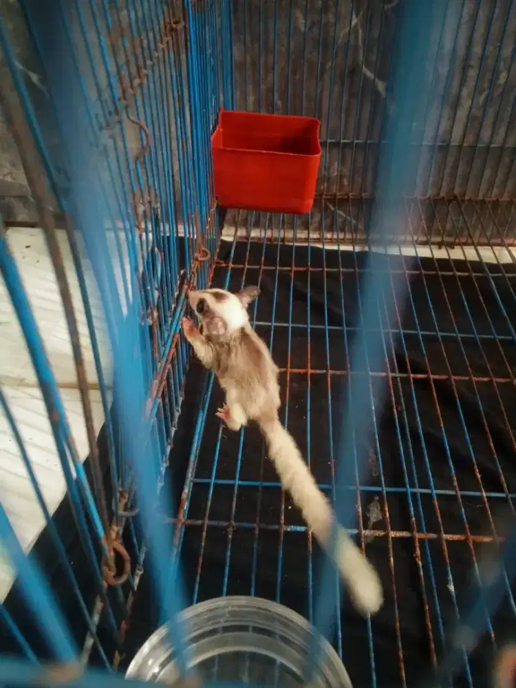 Sugar Glider Mozaik + Kandang Fullset