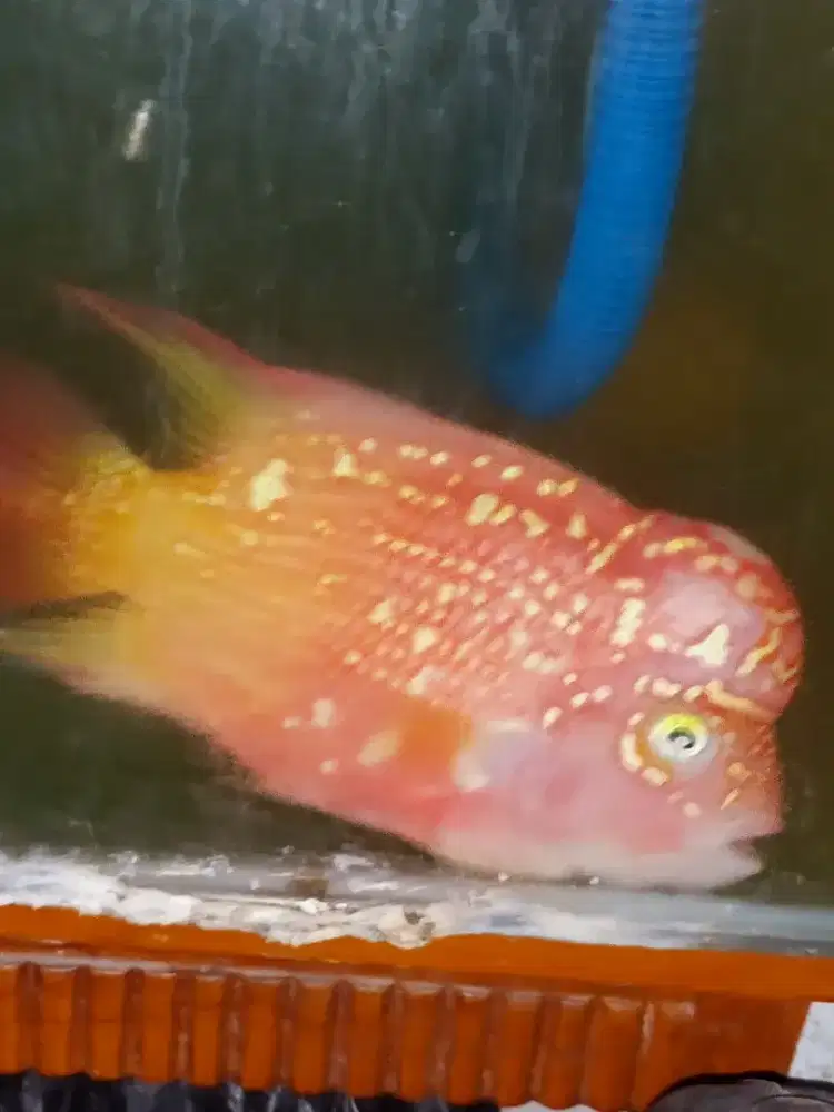Ikan Louhan GB Kamfa Ori Thai