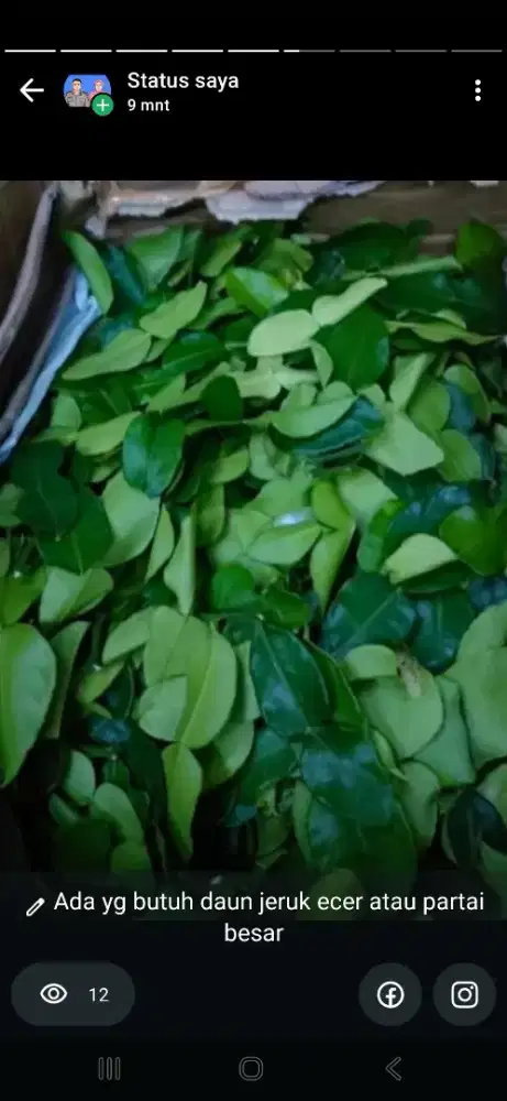 Daun jeruk purut fres ecee dan partau besar